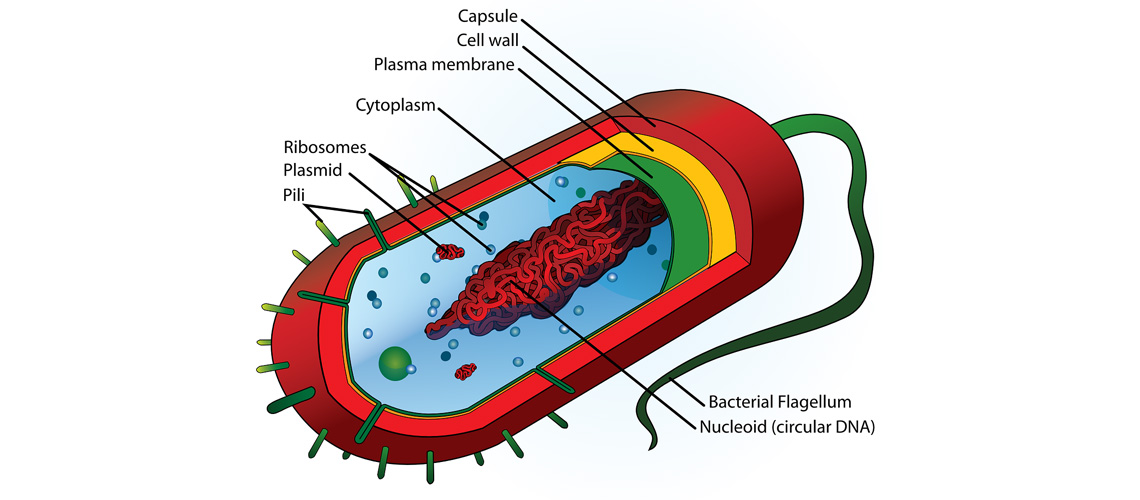 estructurasbacterinas